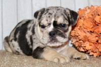 Mable Female English Bulldog $1500