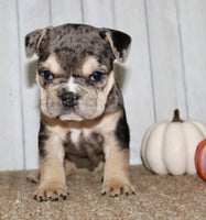 Hazel Female English Bulldog $1500