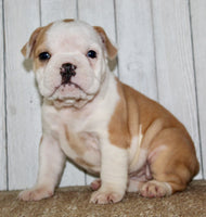 Gigi Female English Bulldog $1300
