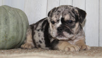 Mable Female English Bulldog $1500
