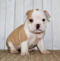 Gigi Female English Bulldog $1300