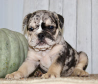 Mable Female English Bulldog $1500