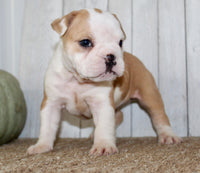 Gigi Female English Bulldog $1300