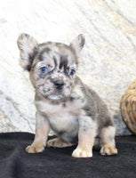 Janet Female AKC Fluffy French Bulldog $1550