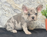 Birdie Female AKC French Bulldog $1500