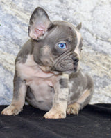 Maggie Female AKC French Bulldog $1500
