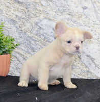 Carla Female AKC French Bulldog $1500