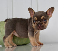 Hazel AKC Female French Bulldog $1850