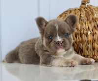 Darla Female AKC Fluffy French Bulldog $2450