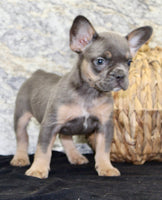 Holly Female AKC French Bulldog $1400