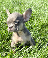 Cheri Female AKC French Bulldog $1150