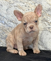 Ava Female AKC French Bulldog $1350