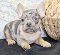 Kelly Female AKC French Bulldog $1450