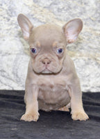 Amber Female AKC French Bulldog $1350