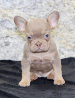 Amber Female AKC French Bulldog $1350