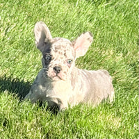 Birdie Female AKC French Bulldog $1500