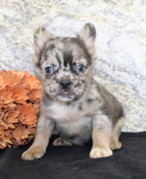 Janet Female AKC Fluffy French Bulldog $1550