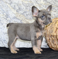 Holly Female AKC French Bulldog $1400