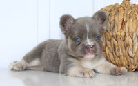 Darla Female AKC Fluffy French Bulldog $2450