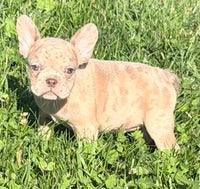 Ava Female AKC French Bulldog $1350
