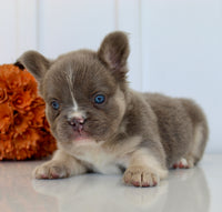 Darla Female AKC Fluffy French Bulldog $2450