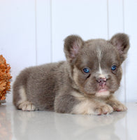 Darla Female AKC Fluffy French Bulldog $2450