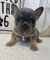 French Bulldog