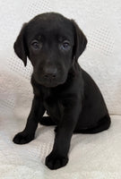 Sonya Female AKC Labrador Retriever $1150