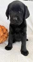 Sydney Female AKC Labrador Retriever $1150