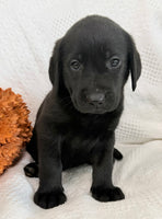 Stella Female AKC Labrador Retriever $1150