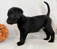 Sonya Female AKC Labrador Retriever $1150