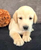 Summer Female AKC Labrador Retriever $1150