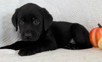 Sparkle Female AKC Labrador Retriever $1150