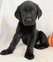 Sparkle Female AKC Labrador Retriever $1150