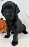 Sydney Female AKC Labrador Retriever $1150