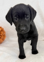 Sonya Female AKC Labrador Retriever $1150