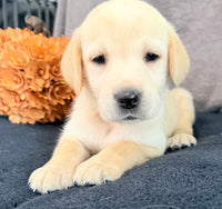 Summer Female AKC Labrador Retriever $1150