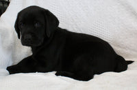 Sydney Female AKC Labrador Retriever $1150
