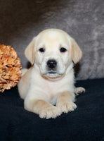 Summer Female AKC Labrador Retriever $1150