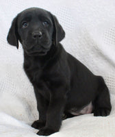 Sydney Female AKC Labrador Retriever $1150