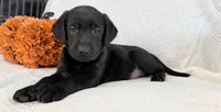 Sonya Female AKC Labrador Retriever $1150