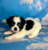 Opal Female Teddy Bear $875