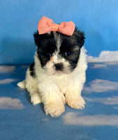 Ruby Female Teddy Bear $875