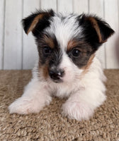 Lexie Female AKC Yorkshire Terrier $950