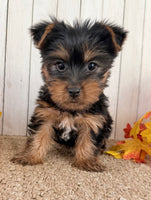 Sugar Female AKC Yorkshire Terrier $950