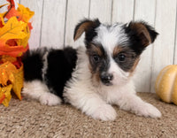 Lexie Female AKC Yorkshire Terrier $950