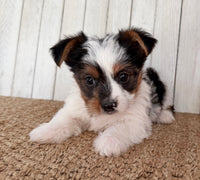 Lexie Female AKC Yorkshire Terrier $950