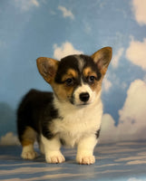 Daphne Female ACA Corgi $1360