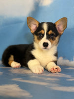 Delilah Female ACA Corgi $1360