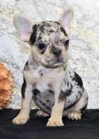 Luna Female AKC French Bulldog $1550